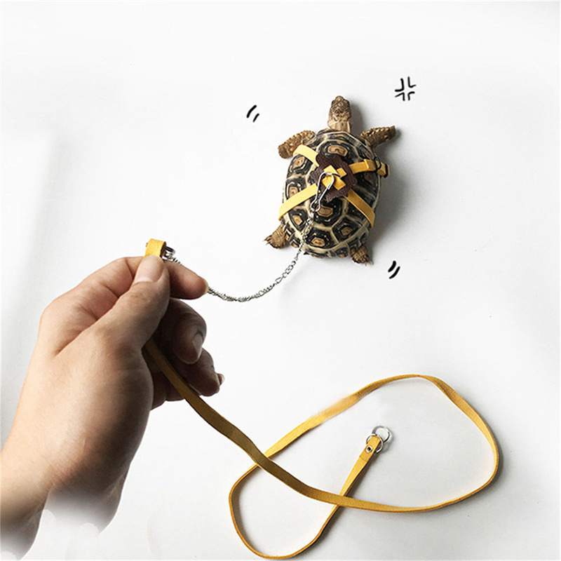 Sabuk Traksi Kura-kura Tali Ko - Water Dish Reptile ulasan dan harga