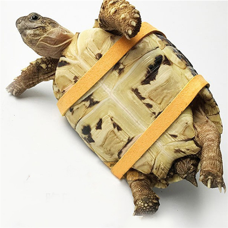 Sabuk Traksi Kura-kura Tali Ko - Water Dish Reptile ulasan dan harga