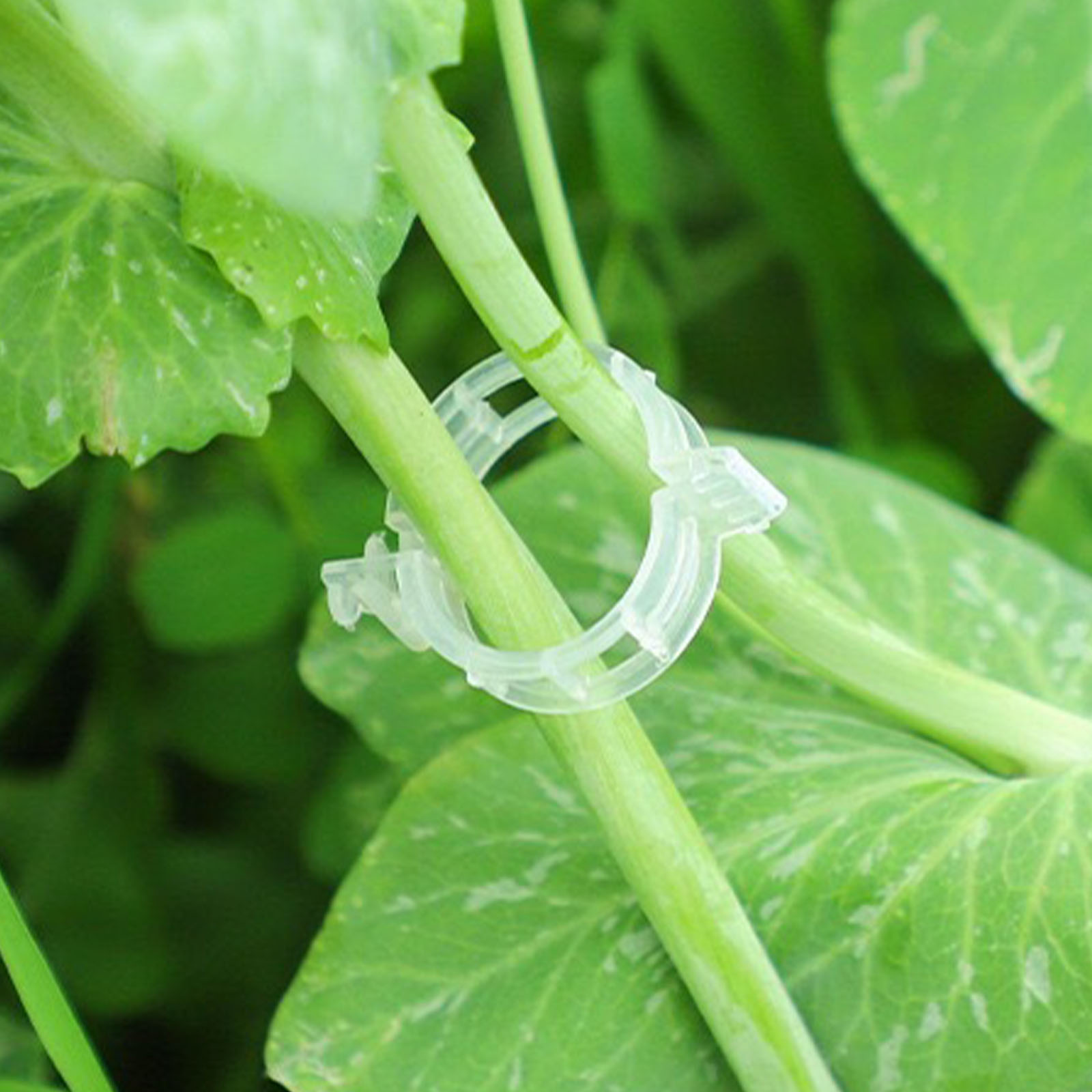 Klip Tanaman Plastik yang Aman - Vine Climbing Plastic ulasan dan harga